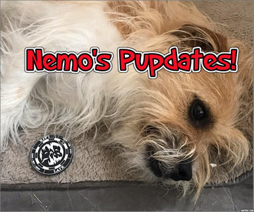 Nemo's Pupdates!